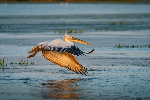 Gün batımında Danube Delta, Romanya'da bir göl üzerinde uçan Pelikan