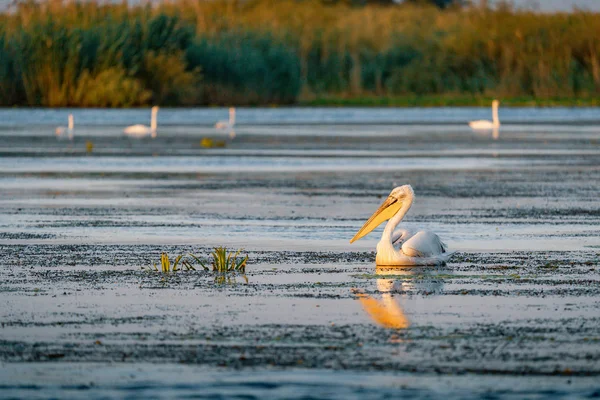 Danube Delta, Romanya Pelikan ile klasik bir görünüm bir göl kenarında