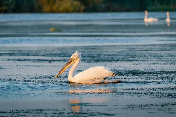Pelikan Danube Delta, Romanya gündoğumu