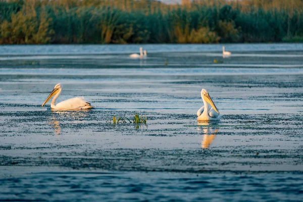 Tuna Deltası Romanya gündoğumu, pelikan
