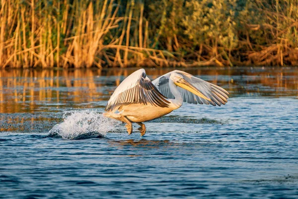 Pellicano Decollare Una Mattina Estate Nel Delta Del Danubio Romania — Foto Stock