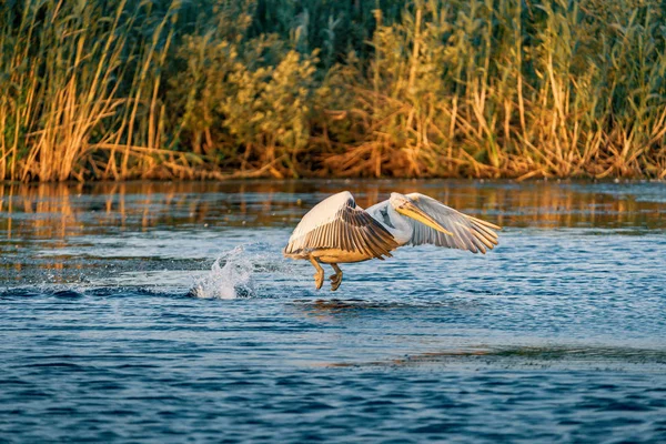 Pelikan Startu Letni Poranek Regionie Delta Dunaju Rumunia — Zdjęcie stockowe