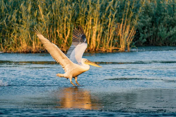 Пелікан Зняти Літній Ранок Дельті Дунаю Румунія — стокове фото