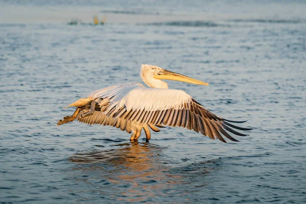 Dalmatian Pelican Pelecanus Crispus Danube Delta Sunrise — Stock Photo, Image