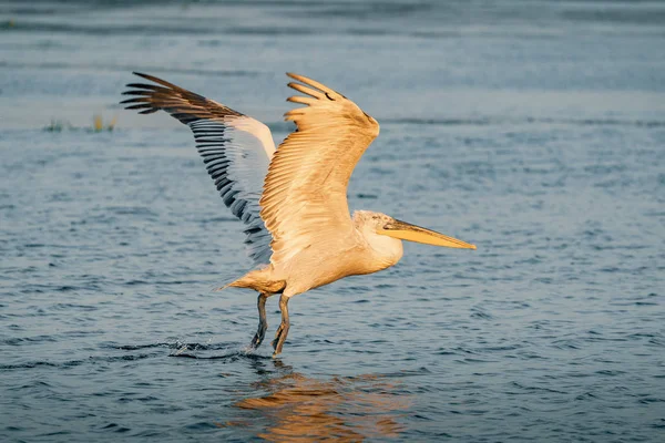 Tepeli pelikan (Pelecanus crispus) Tuna Deltası'güneş doğarken çıkar