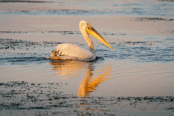 해돋이에 다뉴브 델타에 Pelecanus — 스톡 사진