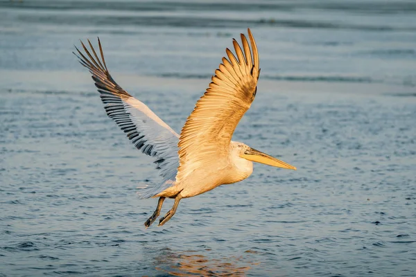 Tepeli pelikan (Pelecanus crispus) Tuna Deltası'güneş doğarken çıkar