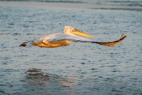 达尔马提亚鹈鹕 Pelecanus 基利司布 在日出时在多瑙河三角洲起飞 — 图库照片