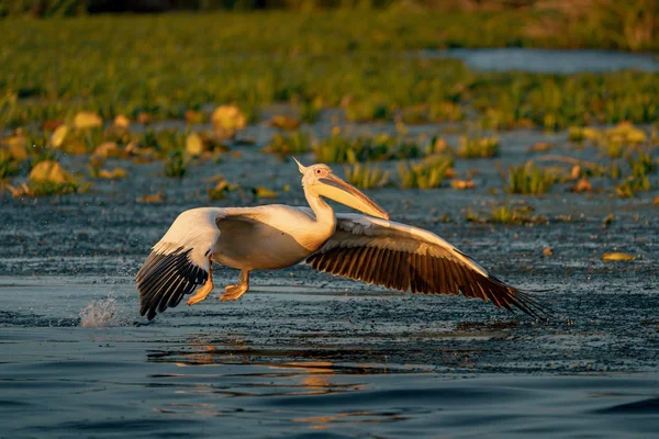 Büyük beyaz pelikan gündoğumu Danube Delta, Romanya