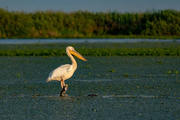 Tuna Deltası içinde büyük beyaz pelikan