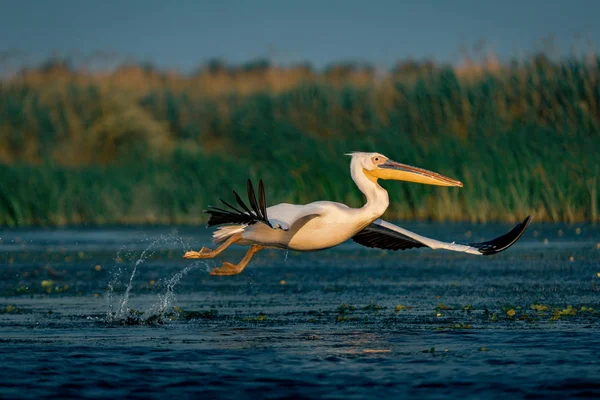 Tuna Deltası, Romanya su sıçramasına kapalı büyük beyaz pelikan (Pelecanidae) almak