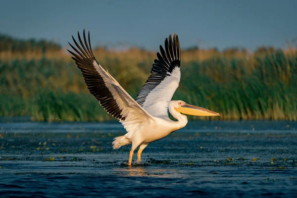 Büyük beyaz Danube Delta, Romanya'da uçan Pelikan (Pelecanidae)