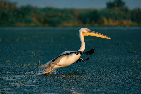 Tuna Deltası, Romanya suda bir sıçrama ile büyük beyaz pelikan (Pelecanidae) çıkar