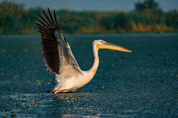 Büyük beyaz Danube Delta, Romanya'da uçan Pelikan (Pelecanidae)