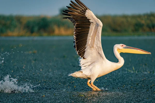 Tuna Deltası, Romanya su sıçramasına kapalı büyük beyaz pelikan (Pelecanidae) almak