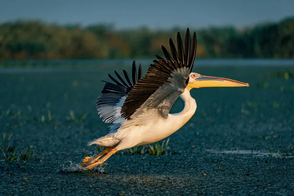 Tuna Deltası içinde kuş gözlem. Büyük beyaz günbatımında uçan Pelikan (Pelecanidae)