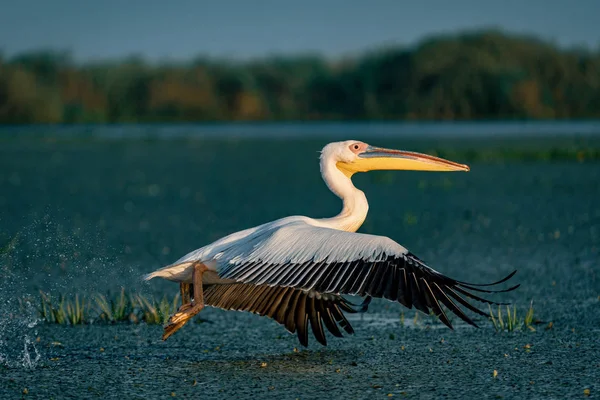 Tuna Deltası içinde kuş gözlem. Büyük beyaz günbatımında uçan Pelikan (Pelecanidae)