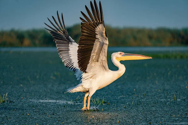 Tuna Deltası içinde kuş gözlem. Büyük beyaz günbatımında uçan Pelikan (Pelecanidae)