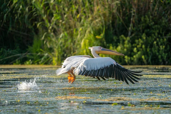 Büyük beyaz Danube Delta, Romanya'da uçan Pelikan (Pelecanidae)