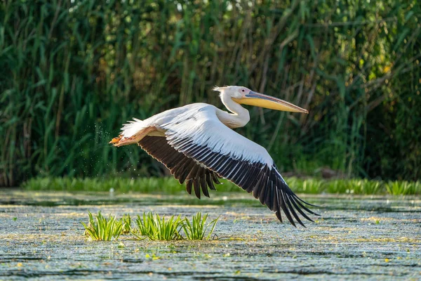 Büyük beyaz Danube Delta, Romanya'da uçan Pelikan (Pelecanidae)