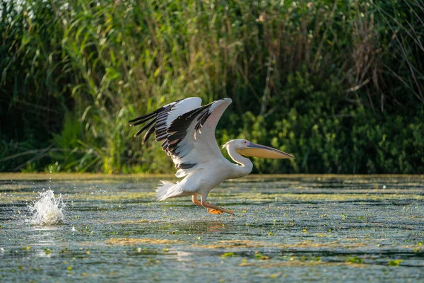 Рожевий Пелікан Місця Зняти Бризки Води Дельті Дунаю Румунія — стокове фото