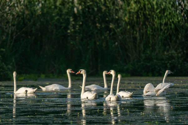 Kuğu koloni Danube Delta, Romanya