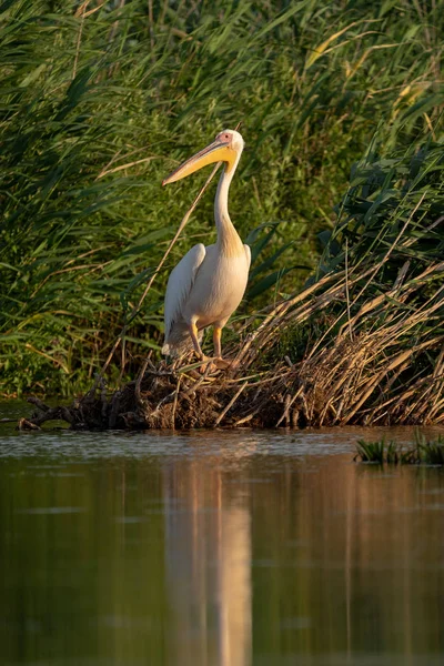 Danube Delta, Romanya'da büyük beyaz pelikan (Pelecanidae)