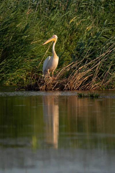 Danube Delta, Romanya'da büyük beyaz pelikan (Pelecanidae)
