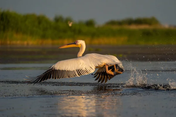 Bir su sıçrama, Tuna Deltası'nda ortak bir nişan ile Pelikan çıkar
