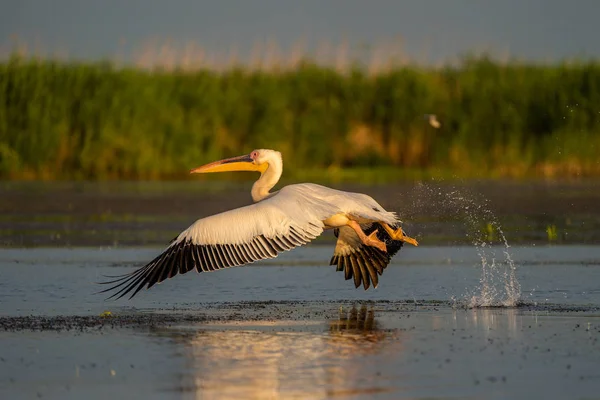 Tuna Deltası'nda ortak bir nişan su üzerinde uçan Pelikan
