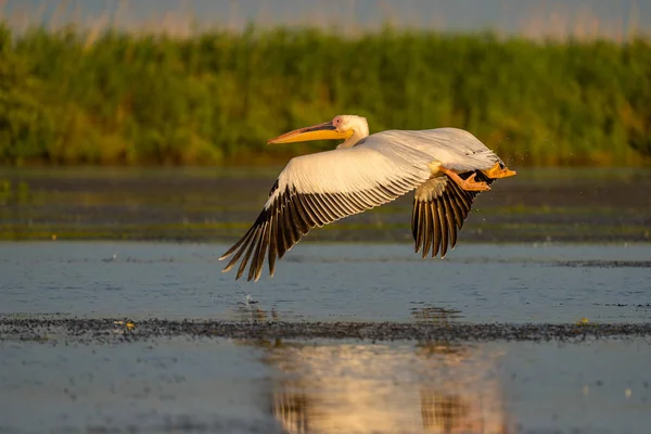 Пелікан Літати Над Водою Загальні Прицільна Дельті Дунаю — стокове фото