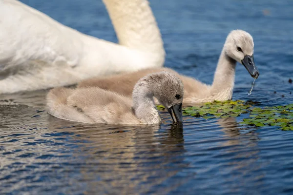 Tuna Deltası'nda sessiz kuğu Cygnets portre. Kuğu gençler, bebekler