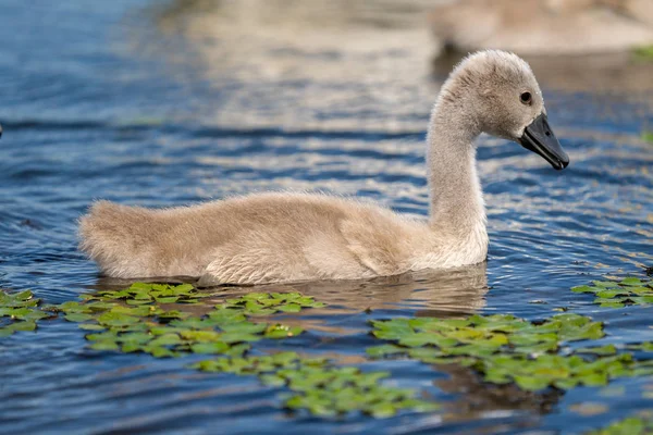 Tuna Deltası Sessiz Kuğu Cygnet