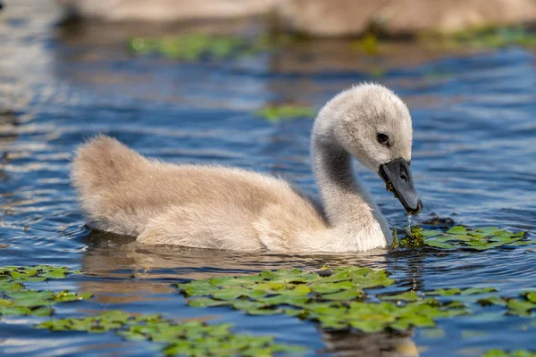 Tuna Deltası'nda sessiz kuğu genç