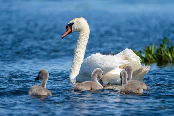Beyaz Kuğu'nun ailesi ve cygnets Tuna Deltası'nda