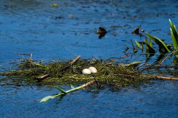 Nido Aves Huevos Agua Delta Del Danubio — Foto de Stock