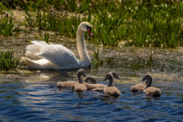 Swan Och Cygnets Donaudeltat Fokusera Spädbarn — Stockfoto