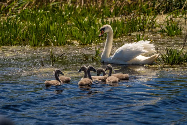 Kuğu ve Tuna Deltası'nda cygnets. Bebekler üzerinde odaklanmak