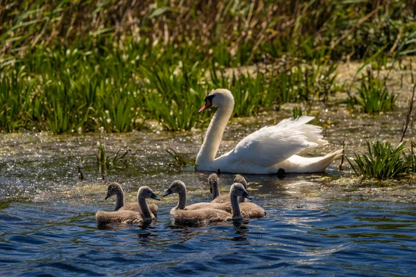 Beyaz Kuğu ve Tuna Deltası'nda cygnets. Bebekler üzerinde odaklanmak