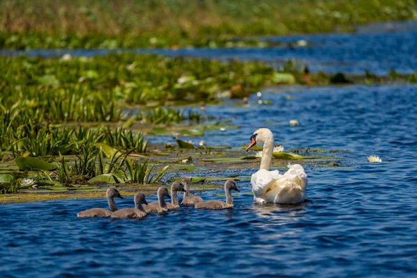 Swan Cygnets Regionie Delta Dunaju — Zdjęcie stockowe