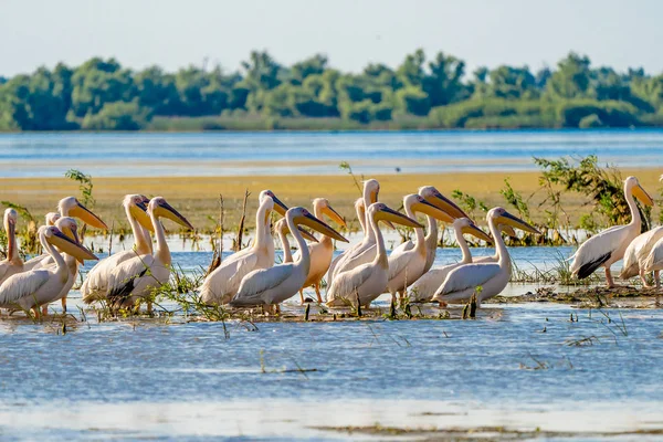 Danube Delta Common Sight Pelican Colony Fortuna Lake — Stock Photo, Image