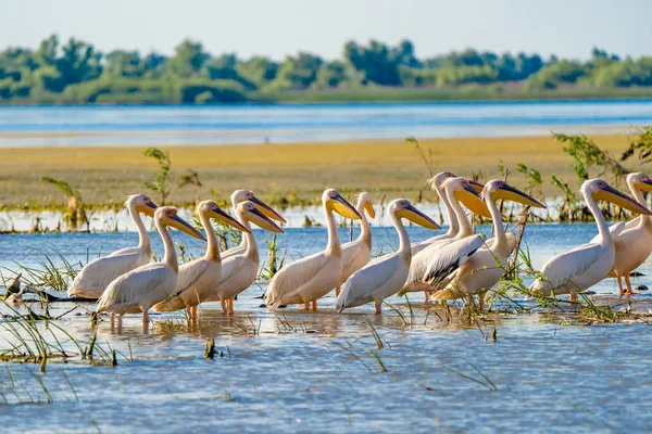 Tuna Deltası Nda Görüşlü Büyük Beyaz Pelikan Koloni — Stok fotoğraf