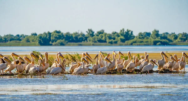 Tuna Deltası ortak görüş Pelican koloni Fortuna göl kenarında
