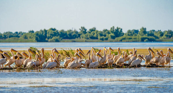 Дельта Дуная: Пеликанская колония на озере Фортуна
