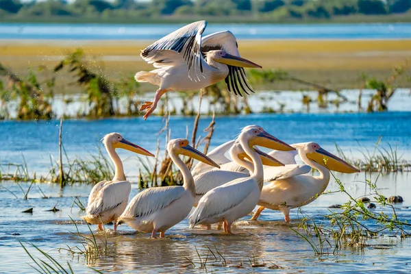 Büyük beyaz Danube Delta, Romanya'da uçan Pelikan (Pelecanidae)