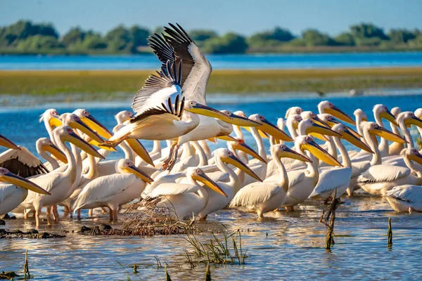 Pelikan Danube Delta, Romanya'da. Tuna Deltası kuş gözlem için ziyaret turist için ortak bir görüş