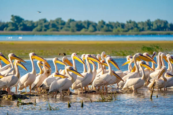 Büyük beyaz Danube Delta, Romanya'da uçan Pelikan (Pelecanidae)