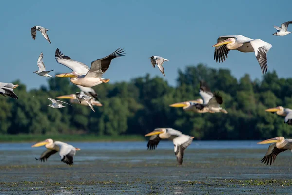 Tuna Deltası içinde kuş gözlem. Mila 23 köyü yakınlarında Fortuna göl üzerinde uçan Pelikan