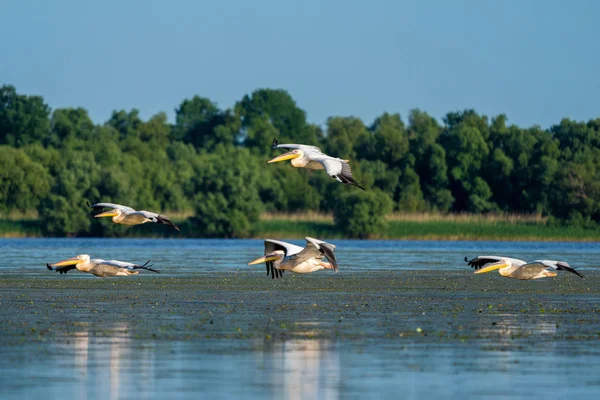 Tuna Deltası içinde kuş gözlem. Mila 23 köyü yakınlarında Fortuna göl üzerinde uçan Pelikan