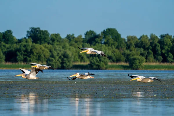 Tuna Deltası içinde kuş gözlem. Mila 23 köyü yakınlarında Fortuna göl üzerinde uçan Pelikan